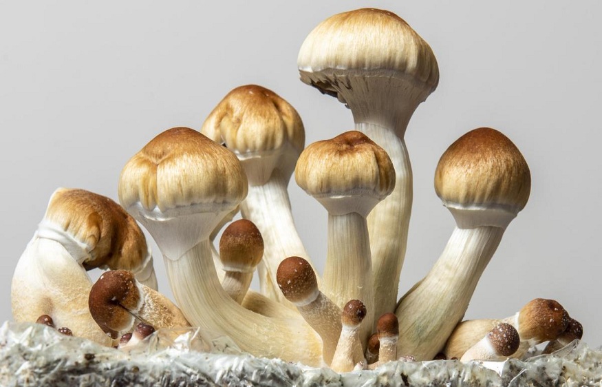 Exploring the Therapeutic Potential of Psilocybin on a Magic Mushroom Retreat