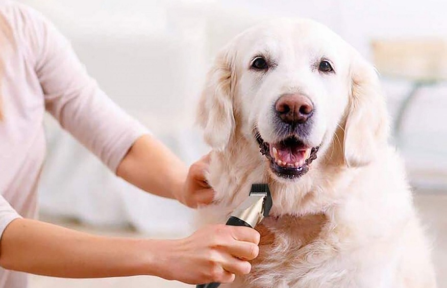 Greenies Dental Chews – A Delicious Way to Keep Your Dog’s Breath Fresh