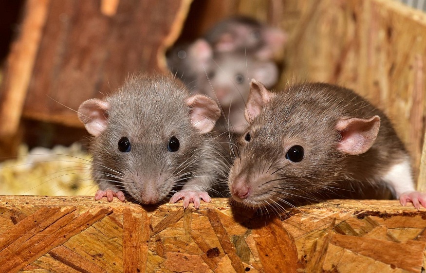 Rodent Infestation in Your Home